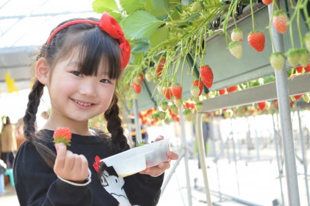 いちご狩りではなぜ練乳 それ以外の食べ方のあれこれ わくわくしちゃえば